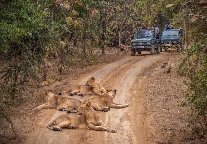 You Must Know Before Staying at a Gir Forest Resort in Sasan Gir