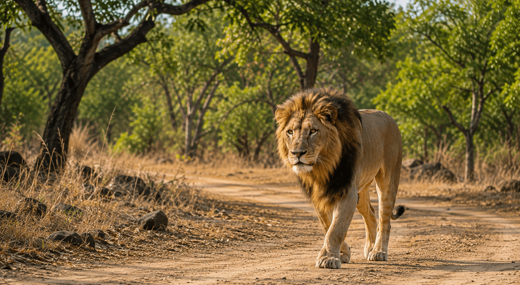 2-Day Monsoon Itinerary for Sasan Gir National Park