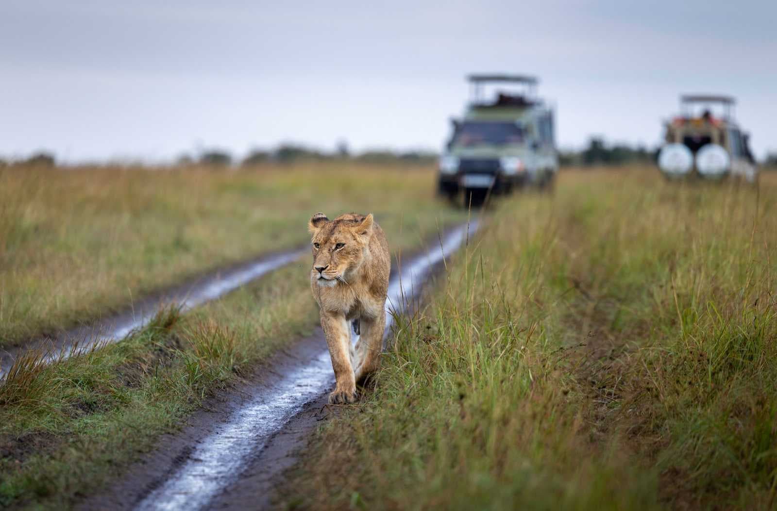 Gir Reopens in October: How to Book Your First Safari of the New Season