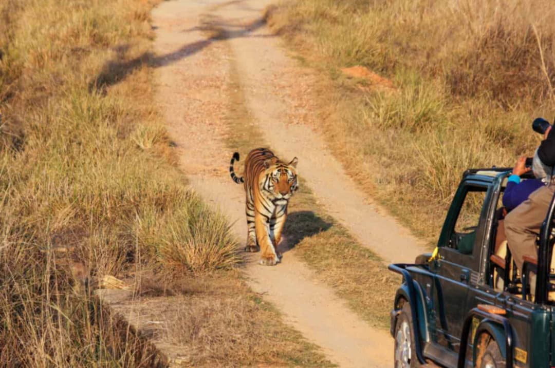 Winter in Sasan Gir: Why It's the Perfect Season for a Wildlife Getaway