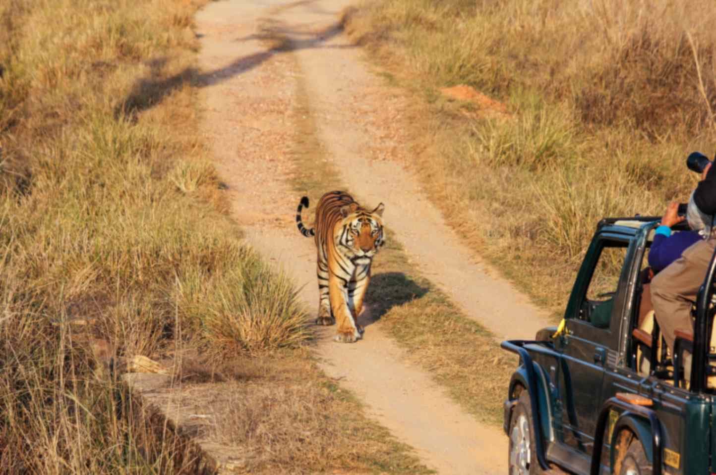 Winter in Sasan Gir: Why It's the Perfect Season for a Wildlife Getaway