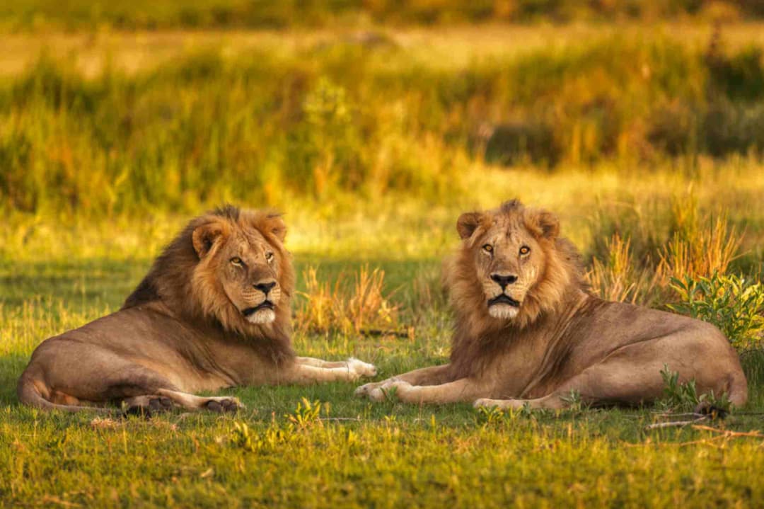 A Family Guide to Sasan Gir: Safari, Nature and Things to Do With Kids